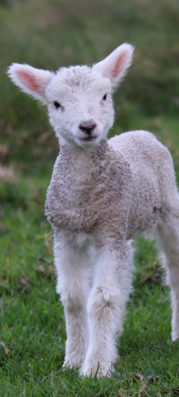 lamb, kid, grass Wallpaper 720x1600