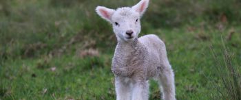 lamb, kid, grass Wallpaper 3440x1440
