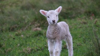 lamb, kid, grass Wallpaper 2048x1152
