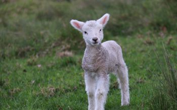 lamb, kid, grass Wallpaper 2560x1600