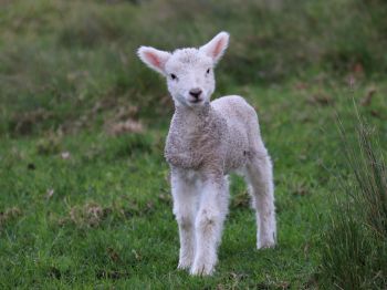 lamb, kid, grass Wallpaper 1024x768