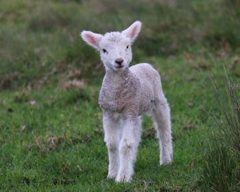 lamb, kid, grass Wallpaper 1280x1024