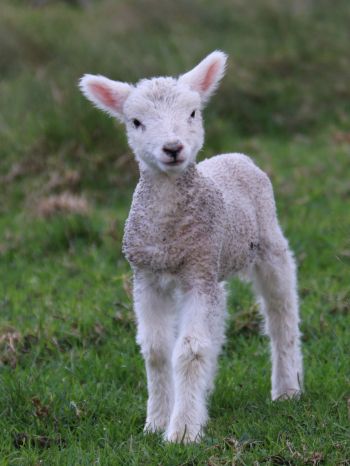 lamb, kid, grass Wallpaper 1620x2160