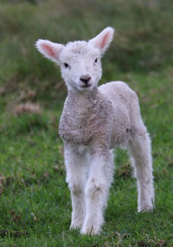 lamb, kid, grass Wallpaper 1668x2388