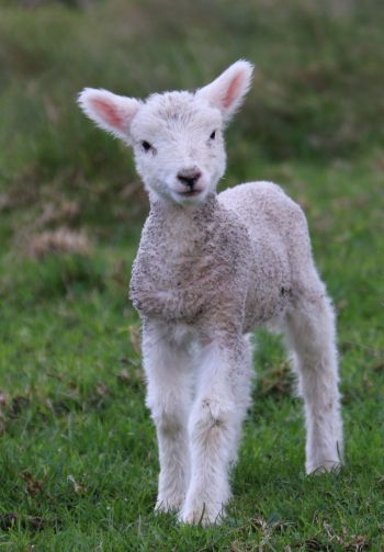lamb, kid, grass Wallpaper 1640x2360