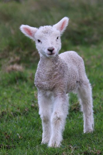lamb, kid, grass Wallpaper 640x960