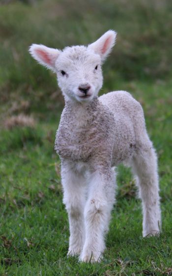 lamb, kid, grass Wallpaper 1200x1920
