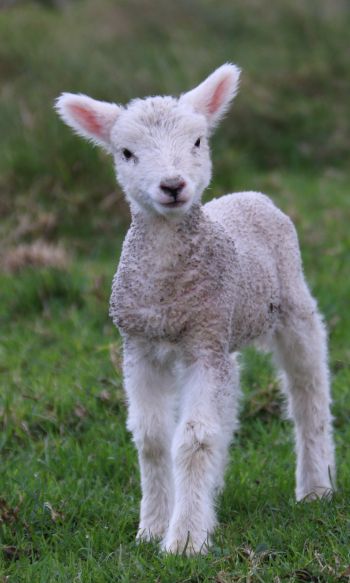 lamb, kid, grass Wallpaper 1200x2000