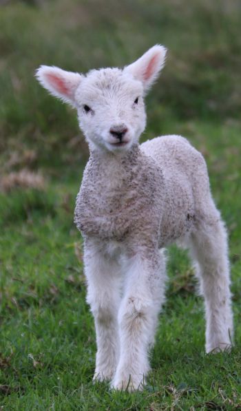 lamb, kid, grass Wallpaper 600x1024