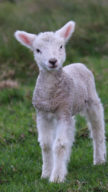 lamb, kid, grass Wallpaper 640x1136
