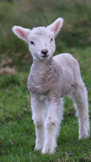 lamb, kid, grass Wallpaper 1440x2560