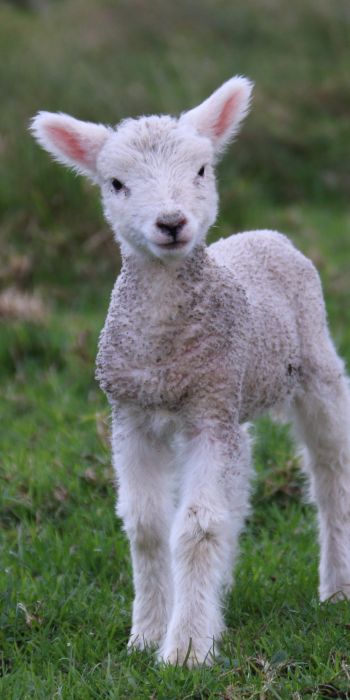 lamb, kid, grass Wallpaper 720x1440