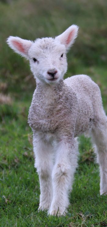 lamb, kid, grass Wallpaper 1440x3040