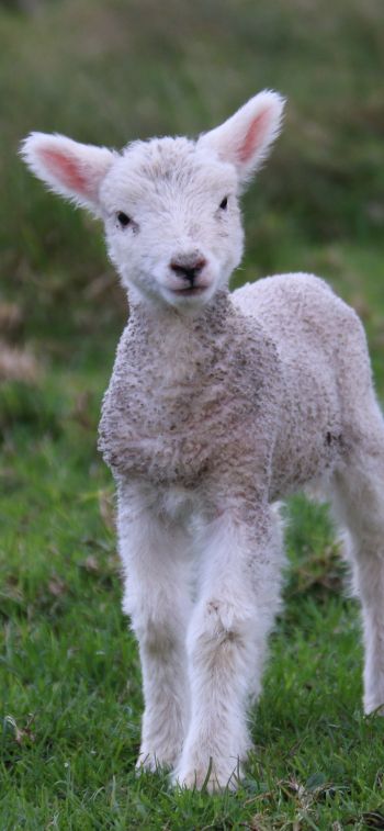 lamb, kid, grass Wallpaper 1284x2778