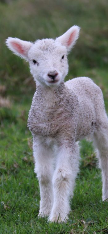 lamb, kid, grass Wallpaper 1080x2340