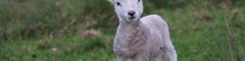lamb, kid, grass Wallpaper 1590x400