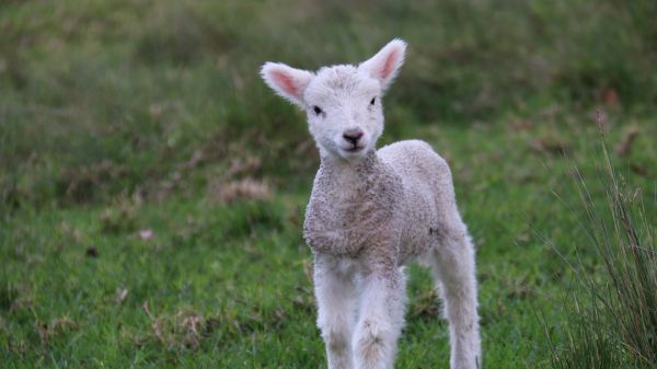 lamb, kid, grass Wallpaper 3840x2160