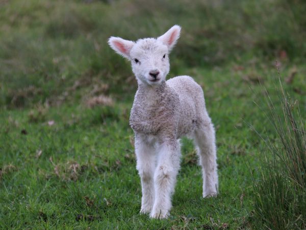 lamb, kid, grass Wallpaper 1024x768