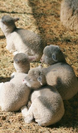 lamb, kid, hay Wallpaper 600x1024