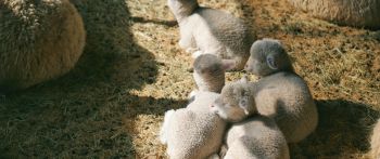 lamb, kid, hay Wallpaper 2560x1080