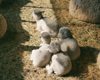 lamb, kid, hay Wallpaper 1280x1024