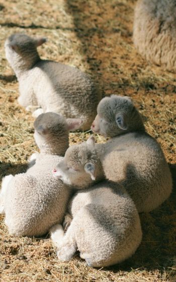 lamb, kid, hay Wallpaper 1200x1920