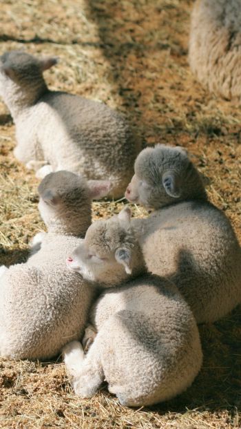 lamb, kid, hay Wallpaper 640x1136