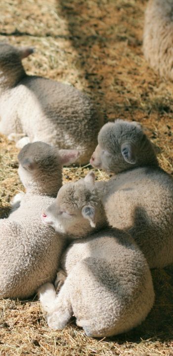 lamb, kid, hay Wallpaper 1080x2220