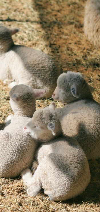 lamb, kid, hay Wallpaper 720x1520