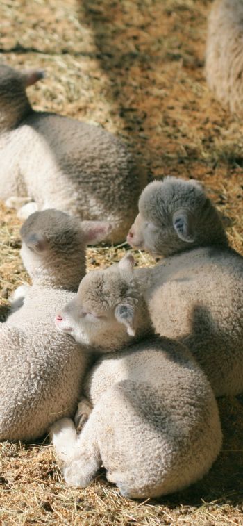 lamb, kid, hay Wallpaper 828x1792