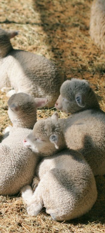 lamb, kid, hay Wallpaper 720x1600