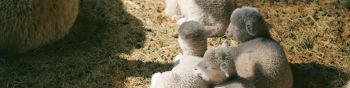 lamb, kid, hay Wallpaper 1590x400