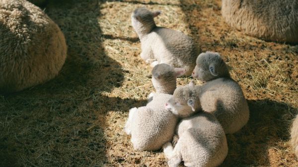 lamb, kid, hay Wallpaper 1366x768
