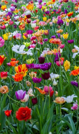 flower field, multicolored Wallpaper 600x1024