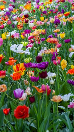 flower field, multicolored Wallpaper 640x1136