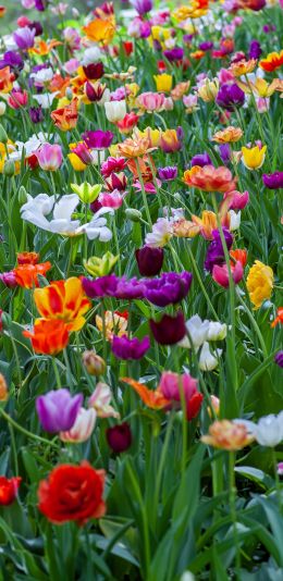 flower field, multicolored Wallpaper 1440x2960