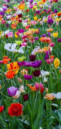 flower field, multicolored Wallpaper 1080x2280