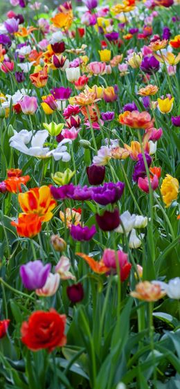 flower field, multicolored Wallpaper 1170x2532