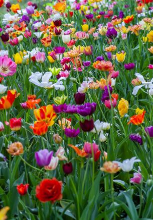 flower field, multicolored Wallpaper 1668x2388