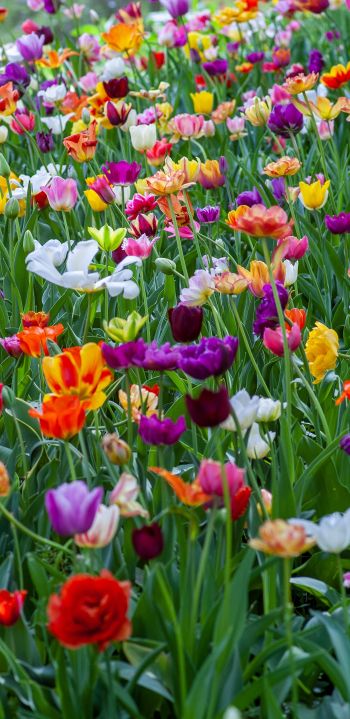 flower field, multicolored Wallpaper 1080x2220
