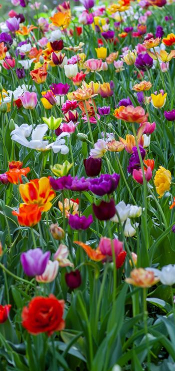 flower field, multicolored Wallpaper 720x1520