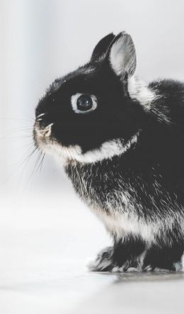 rabbit, kid, achromatic Wallpaper 600x1024