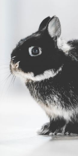 rabbit, kid, achromatic Wallpaper 720x1440