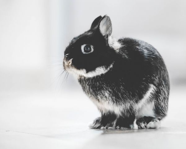 rabbit, kid, achromatic Wallpaper 1280x1024