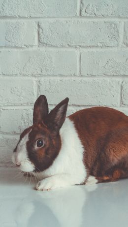 Обои 640x1136 кролик, белый фон