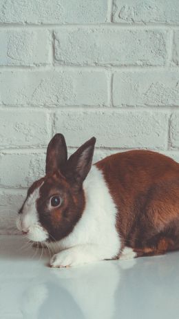 rabbit, white background Wallpaper 750x1334