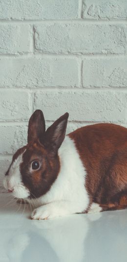 rabbit, white background Wallpaper 1440x2960