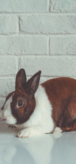 rabbit, white background Wallpaper 828x1792