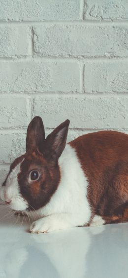 rabbit, white background Wallpaper 1080x2340