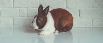 rabbit, white background Wallpaper 3440x1440